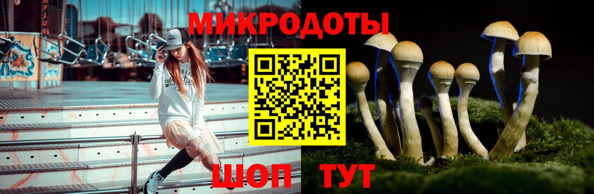 Псилоцибиновые грибы Psilocybine cubensis Горно-Алтайск