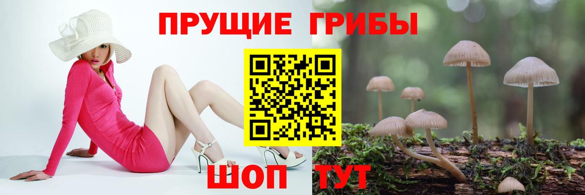 Галлюциногенные грибы Cubensis  Вход с VPN  Горно-Алтайск 